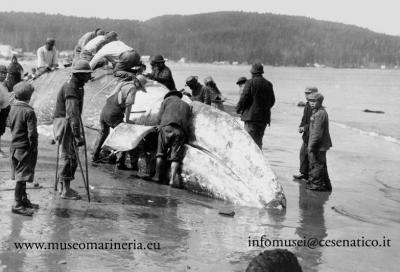 Cesenatico, mostra sulla caccia alla balena