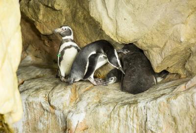 Acquario di Genova, tre nuovi fiocchi nella vasca pinguini